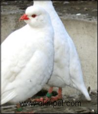 BEYAZ KEKLİK BEYAZ KEKLİK