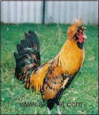 FİZAN FİZAN