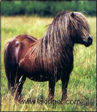 SHETLAND PONY