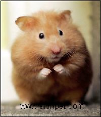 HAMSTER