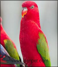 LORY PAPAĞANI LORY PAPAĞANI